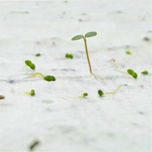 papier firmowy z nasionami ziół i kwiatów ulotki, kartki, wizytówki na papierze z nasionami